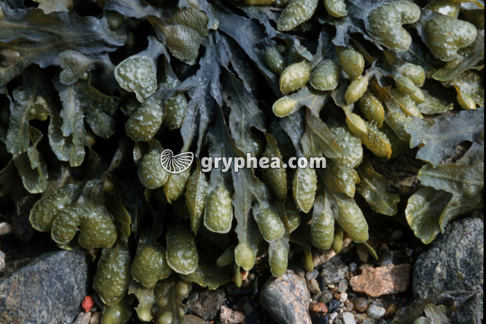 Fucus spiralé et ses organes reproducteurs (Fucus spiralis) - gryphea.org